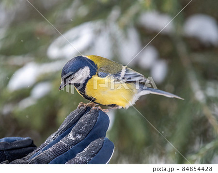 A tit sits on a man's hand and eats seeds. 84854428