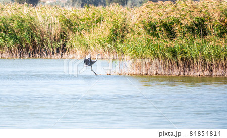 The flight of the The grey heron, latin name Ardea cinerea 84854814