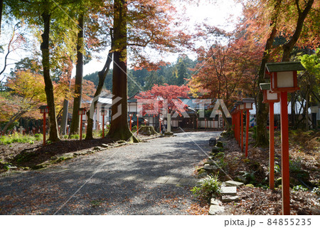 秋の日吉大社　境内の紅葉　滋賀県大津市坂本 84855235