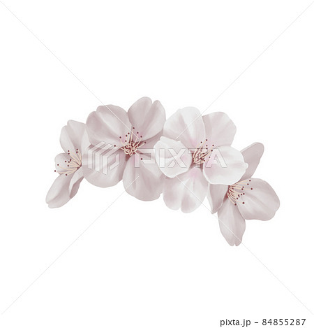 水彩風 落ち着いた色合いのリアルな桜の花 線画なしのイラスト素材