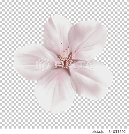 水彩風 落ち着いた色合いのリアルな桜の花 線画なしのイラスト素材 水彩風 落ち着いた色合いのリアルな桜の花 線画なしのイラスト素材