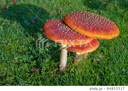 Fly agaric,fly amanita or Amanita muscaria mushrooms. 84855517