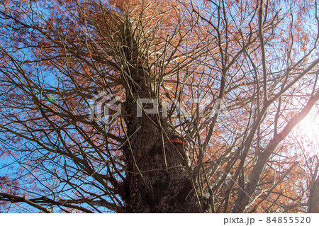 Metasequoia glyptostroboides or dawn redwood tree with autumn colored red leaves Metasequoia glyptostroboides or dawn redwood tree with autumn colored red leaves 84855520