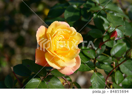 アンネ・フランク　バラの花 84855694