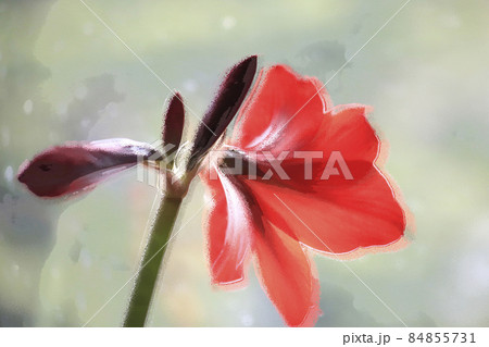 Close-up of a red amaryllis with four blossoms isolated with artistic processing, selective focus, selective focus. High quality photo Close-up of a red amaryllis with four blossoms isolated with artistic processing, selective focus, selective focus. High quality photo 84855731