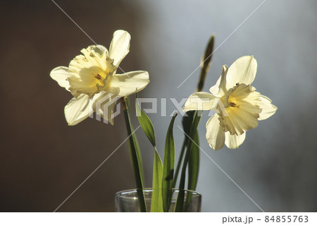 A White Narcissus. High quality photo 84855763