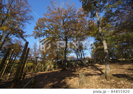 紅葉の狭山丘陵　冒険の森のコナラの林 84855920