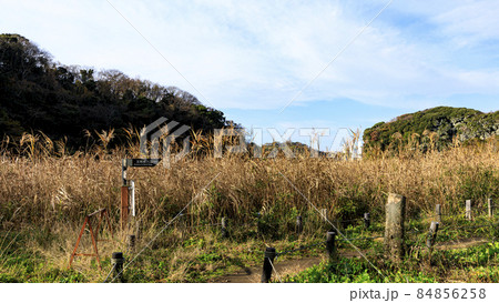 湘南三浦半島の秘境の神奈川県三浦市小網代の森の晩秋 湘南三浦半島の秘境の神奈川県三浦市小網代の森の晩秋 84856258