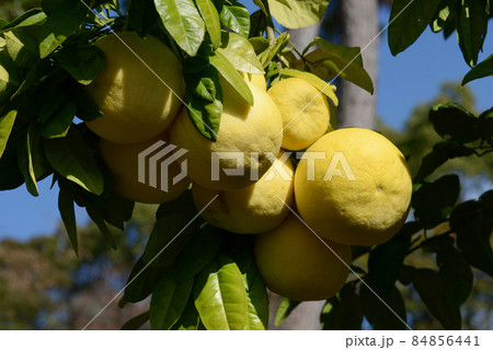 ブンタン　ザボン 84856441