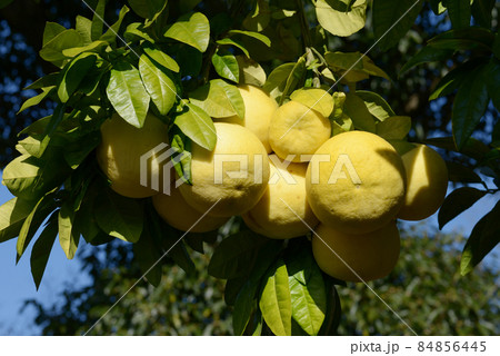 ブンタン　ザボン 84856445