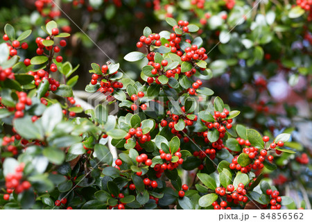 ヒイラギモチ　赤い木の実 84856562