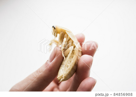 Archimandrita tesselata is one of the species of South American cockroaches of the genus Archimandrita of the family Blaberidae. White after molting. 84856908