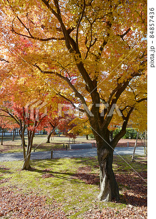 秋の二条城　城内の紅葉　京都市中京区 84857436