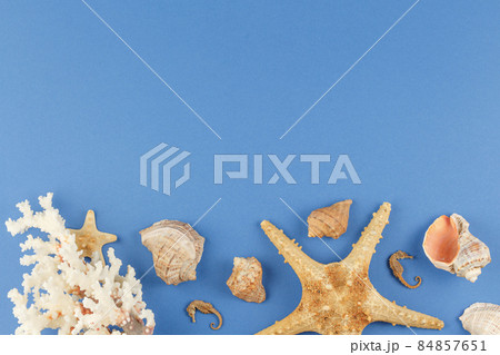 Seashells and corals. Rest on the seashore. Seashells and corals. Rest on the seashore. 84857651