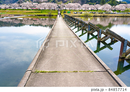 〈島根県〉斐伊川堤防の桜並木　願い橋　沈下橋 84857714