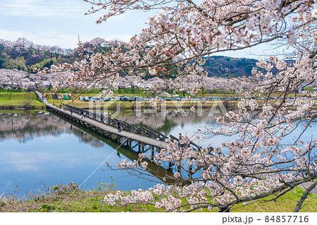 〈島根県〉斐伊川堤防の桜並木　願い橋　沈下橋 84857716