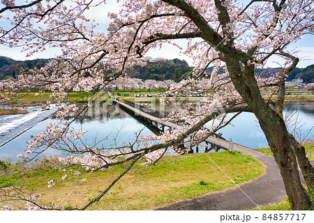 〈島根県〉斐伊川堤防の桜並木　願い橋　沈下橋 84857717
