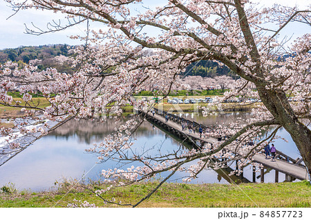 〈島根県〉斐伊川堤防の桜並木　願い橋　沈下橋 84857723