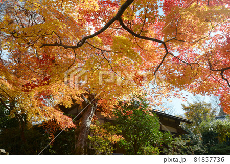 秋の常寂光寺　境内の紅葉　京都市右京区嵯峨 84857736