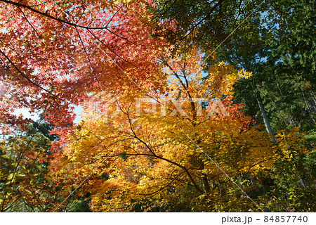 秋の常寂光寺　境内の紅葉　京都市右京区嵯峨 84857740