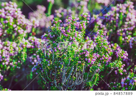 Blooming heather flowers 84857889