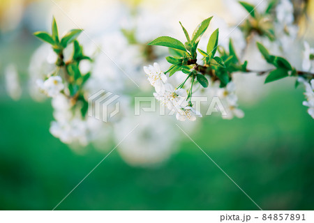 Cherry flowers frame Cherry flowers frame 84857891