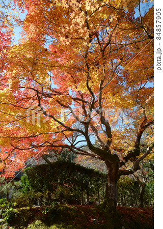 秋の常寂光寺　境内の紅葉　京都市右京区嵯峨 84857905