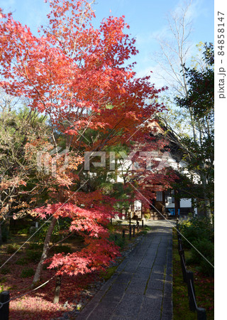 秋の清涼寺 境内の紅葉 京都市右京区嵯峨 秋の清涼寺 境内の紅葉 京都市右京区嵯峨 84858147