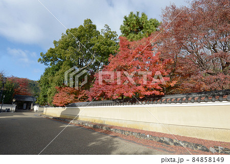 秋の清涼寺 外壁の紅葉 京都市右京区嵯峨 秋の清涼寺 外壁の紅葉 京都市右京区嵯峨 84858149