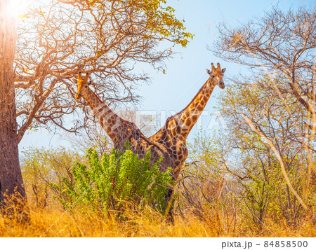 Giraffe twins under the tree 84858500