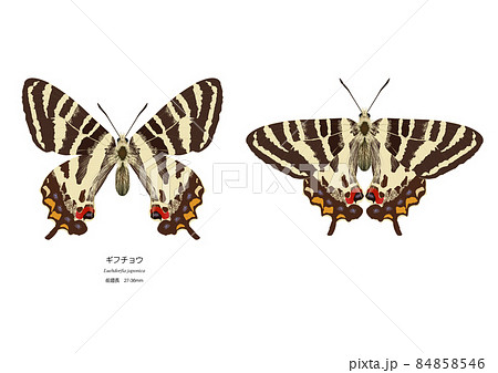 ギフチョウ ギフチョウ 84858546