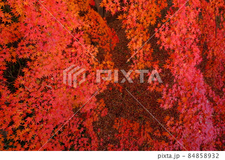 小江戸川越　喜多院のどろぼう橋あたりの紅葉模様  もみじは絵画のように真紅に染まる 84858932