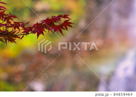 《兵庫県》国定公園、天滝渓谷の風景【11月】 84859464