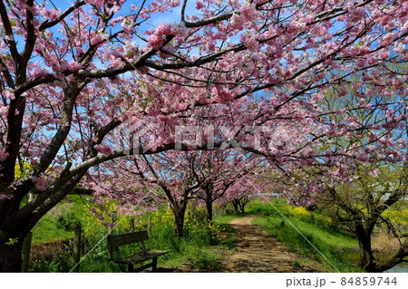 癒しの春の散策路 桜 菜の花 風景 癒しの春の散策路 桜 菜の花 風景 84859744