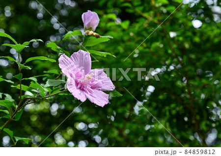 光を浴びて輝く満開の八重のムクゲの花の写真素材