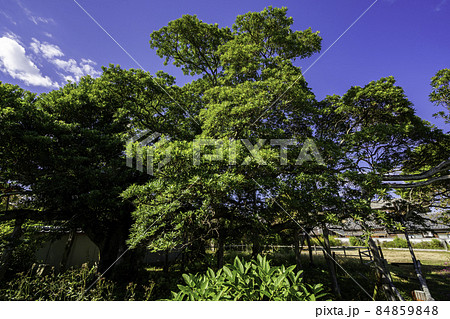 引田　讃州井筒屋敷　ホルトノキ　香川県東かがわ市 84859848