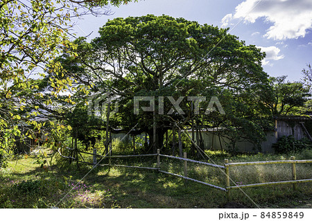 引田　讃州井筒屋敷　ホルトノキ　香川県東かがわ市 84859849