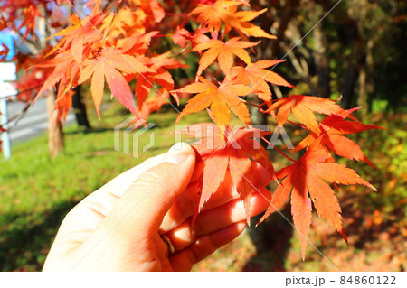 紅葉　手 84860122