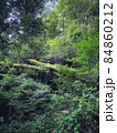 森の中の倒木 84860212