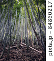 竹林 84860217