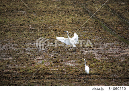 田園に舞う鷺たち01 84860250