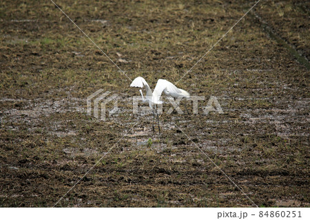 田園に舞う鷺たち02 84860251