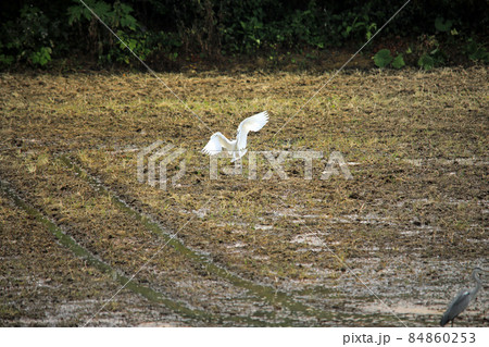 田園に舞う鷺たち04 84860253
