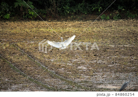 田園に舞う鷺たち05 84860254