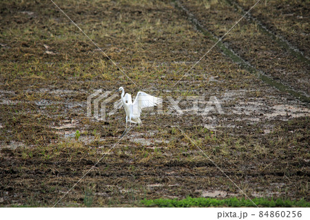 田園に舞う鷺たち07 84860256