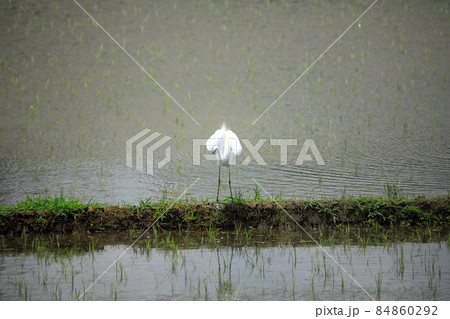 田園に舞う鷺たち37 84860292
