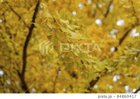 銀杏が黄葉色づく晴天の秋晴れ 84860417