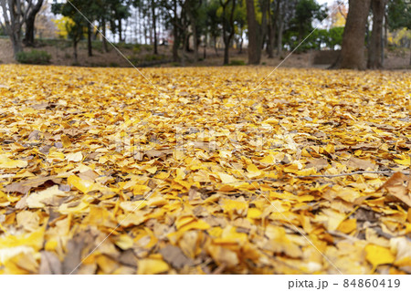 銀杏が黄葉色づく晴天の秋晴れ 84860419