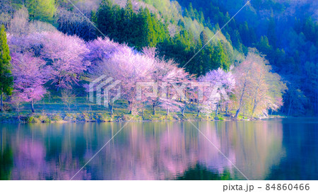 中綱湖の桜（ソフトフォーカス） 84860466