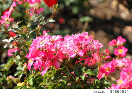 バラの花 クンバヤ バラの花 クンバヤ 84860614